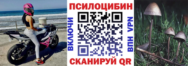 Псилоцибиновые грибы Psilocybine cubensis Северск