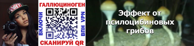 дарнет шоп  Северск  Галлюциногенные грибы Psilocybe 